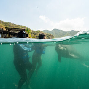 CONEXION DELFINES 5 MIN